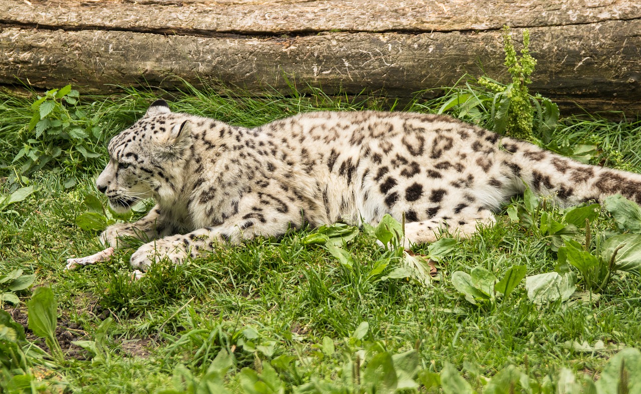 Kinijos Leopardas,  Leopardas,  Katė, Nemokamos Nuotraukos,  Nemokama Licenzija