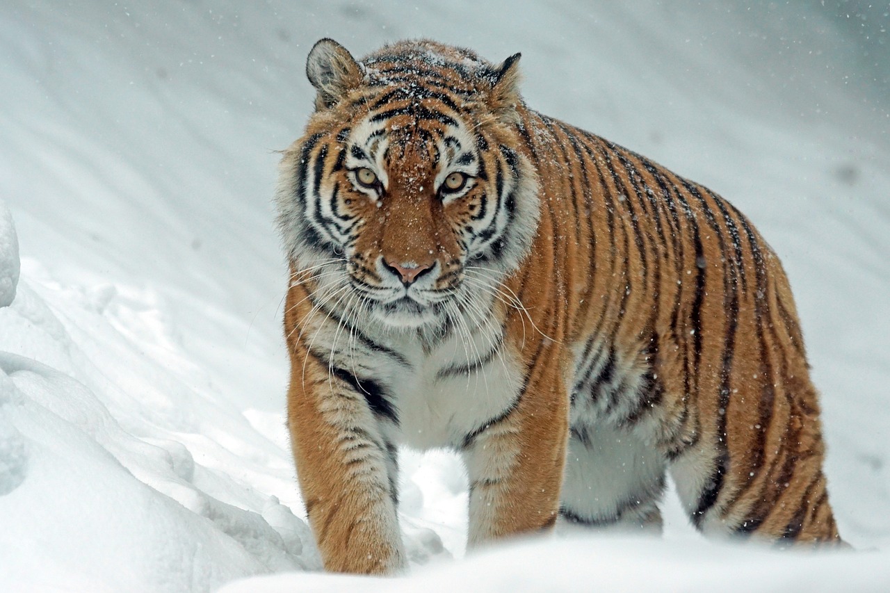 Amurtiger, Siberianas, Plėšrūnas, Mėsėdžiai, Katė, Tigras, Pavojingas, Laukinės Gamtos Fotografija, Sniegas, Žiema
