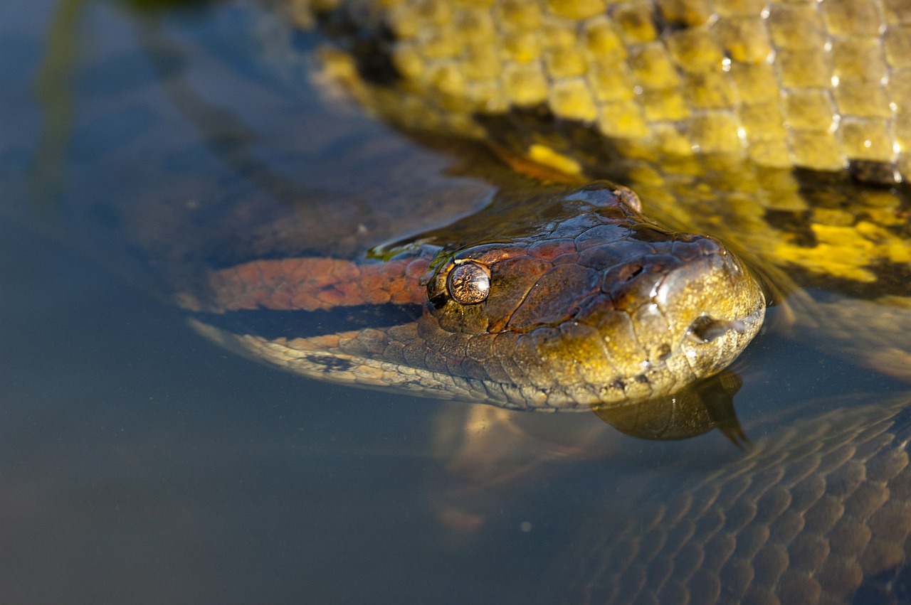 Anaconda, Ropliai, Gyvatė, Galva, Akis, Llanos, Pietų Amerika, Gyvūnas, Nemokamos Nuotraukos,  Nemokama Licenzija