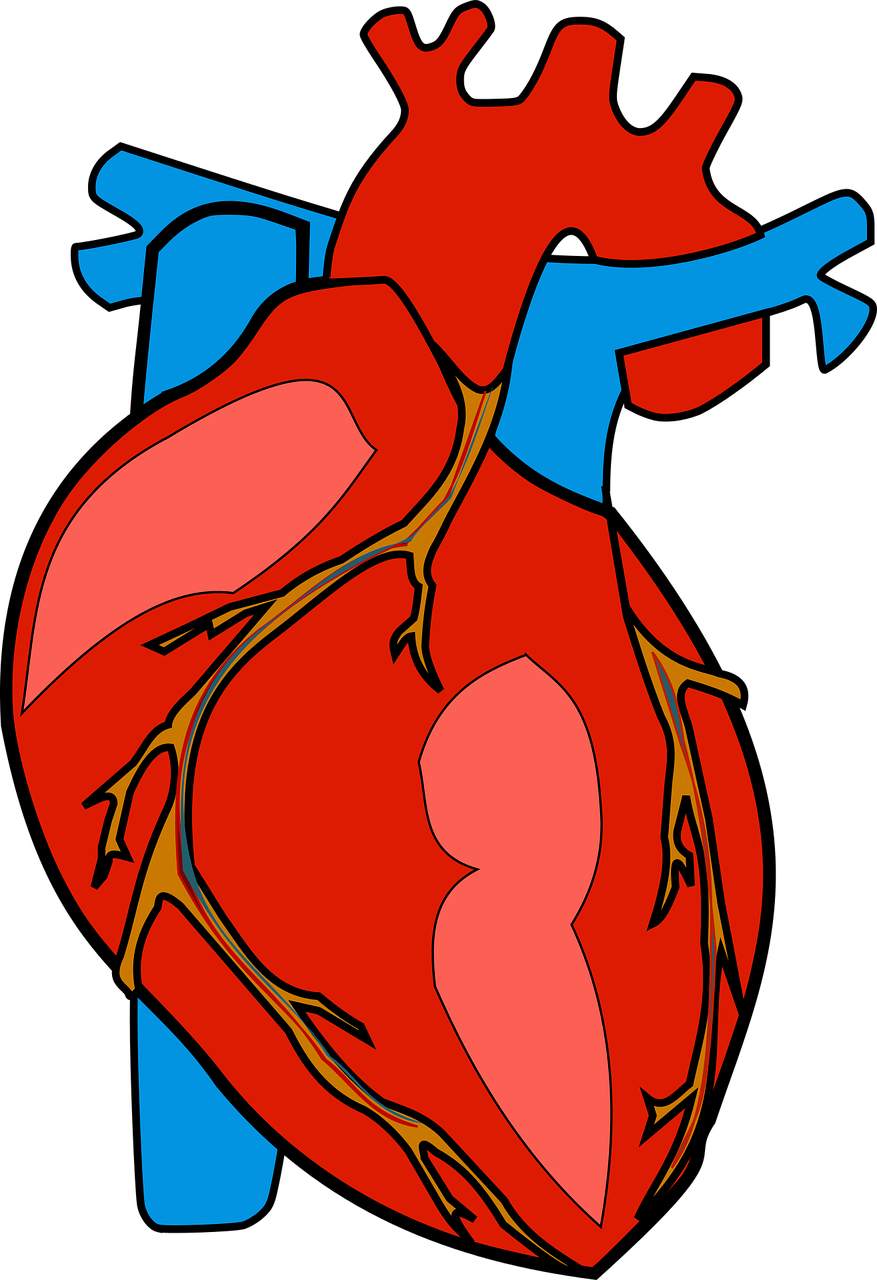 Anatominis, Sveikatos Apsauga, Širdis, Žmogus, Nemokama Vektorinė Grafika, Nemokamos Nuotraukos,  Nemokama Licenzija