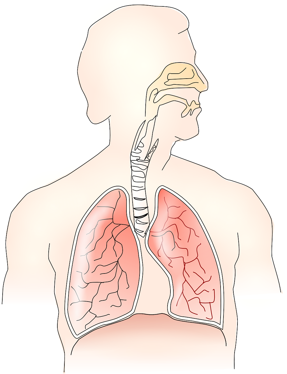 Anatomija, Plaučiai, Kvėpavimas, Žmogus, Sveikata, Kvėpavimo Takai, Kvėpavimas, Nosis, Bronchų Vamzdeliai, Bronchas