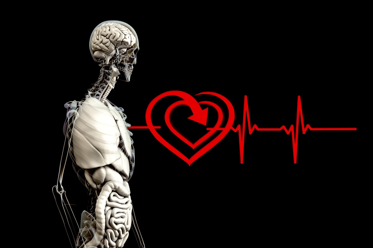 Anatomija, Žmogus, Širdis, Pulso Dažnis, Širdies Ritmas, Filosofija, Psichologija, Egzistavimas, Esmė, Religija