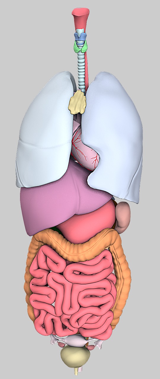 Anatomija, Organai, Modelis, 3D, Kompiuterinė Grafika, Atvaizdavimas, Biologija, Nemokamos Nuotraukos,  Nemokama Licenzija