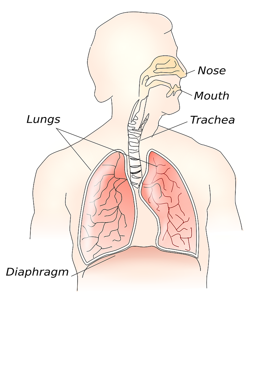 Anatomija, Kūnas, Organai, Biologija, Medicinos, Plaučiai, Vidinis, Žmogus, Diagrama, Kvėpavimas