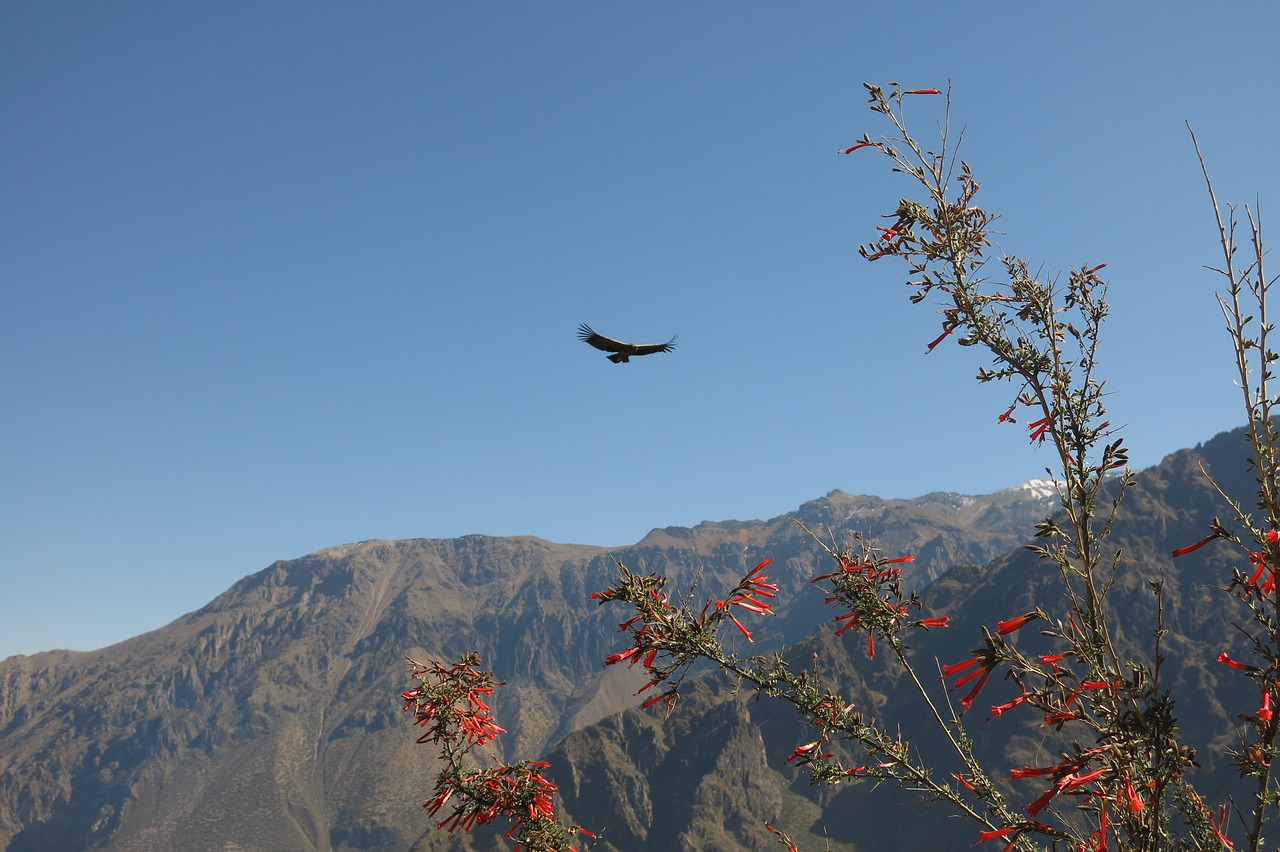 Andean Condor, Colca Kanjonas, Condor Kryžius, Peru, Nemokamos Nuotraukos,  Nemokama Licenzija