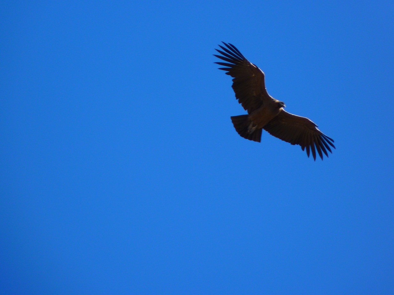 Andean Condor, Vultur Gryphus, Paukštis, Rūšis, Skristi, Oras, Naujos Pasaulio Veislės, Nemokamos Nuotraukos,  Nemokama Licenzija