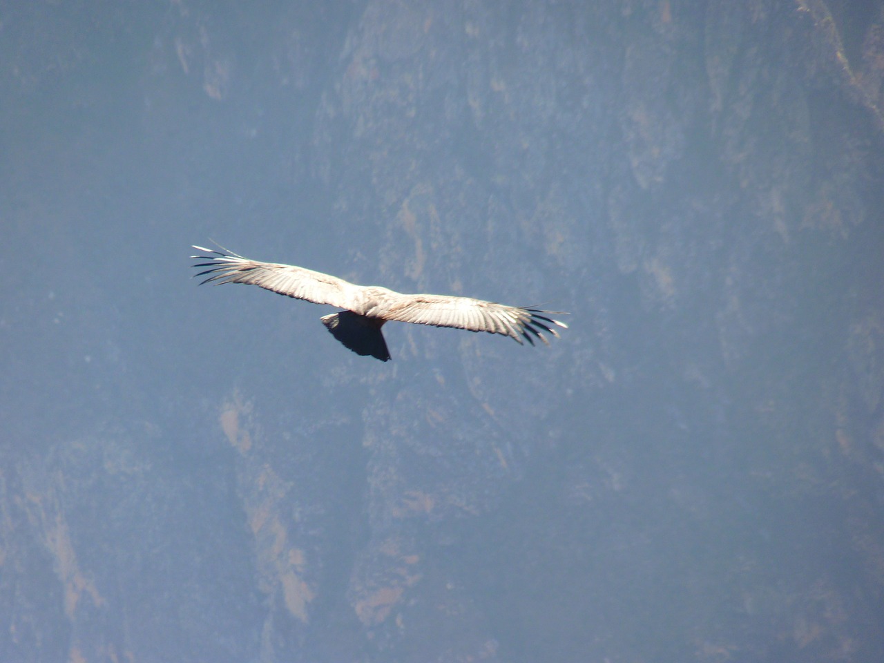 Andean Condor, Vultur Gryphus, Paukštis, Rūšis, Skristi, Oras, Naujos Pasaulio Veislės, Nemokamos Nuotraukos,  Nemokama Licenzija