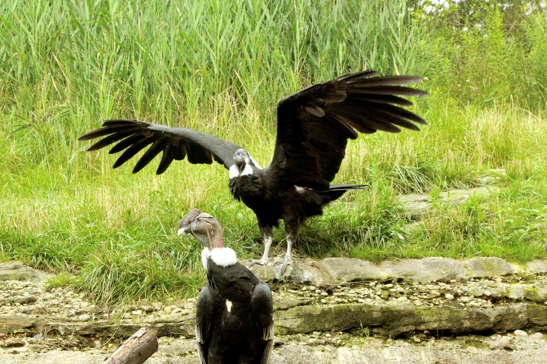 Condor,  Condors,  Andean & Nbsp,  Condor,  Paukštis,  Didelis & Nbsp,  Paukštis,  Plikas & Nbsp,  Galva,  Dideli & Nbsp