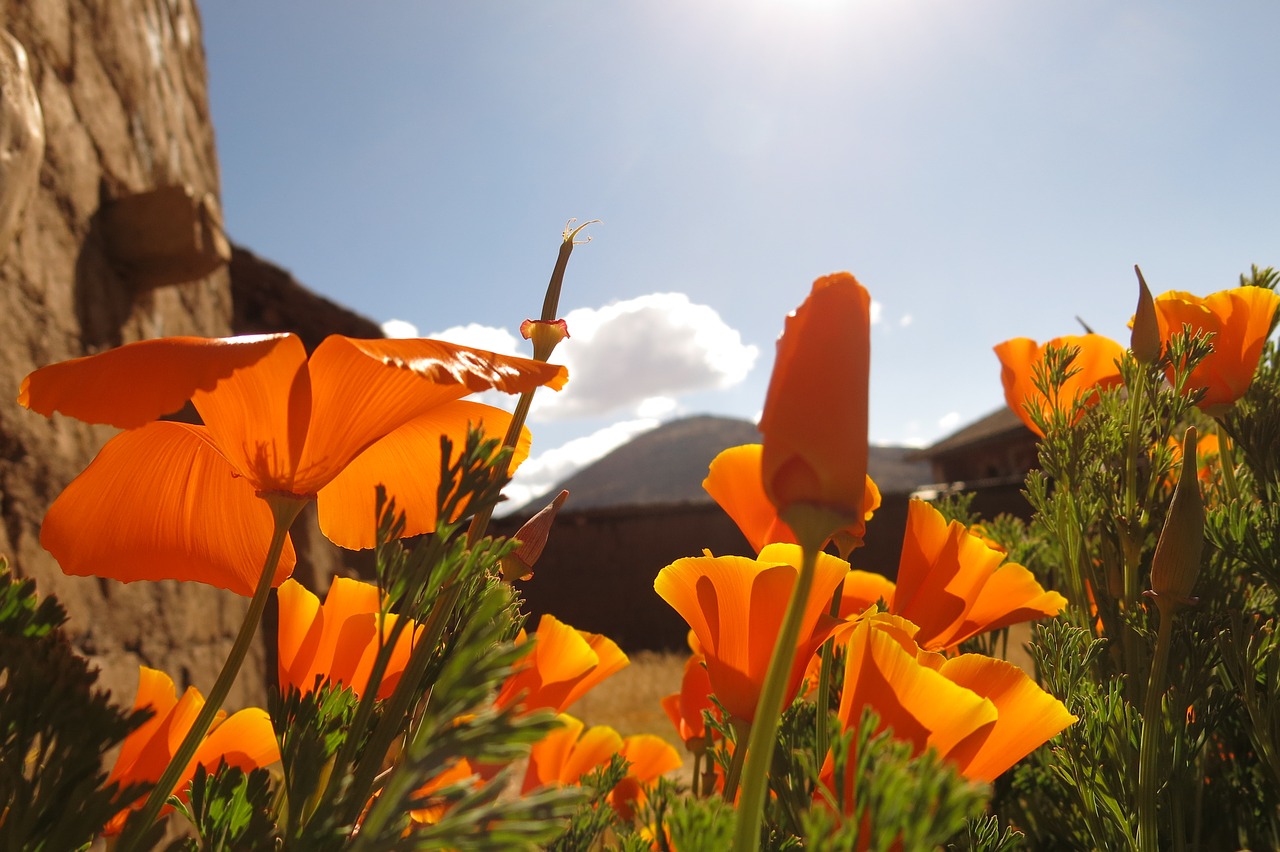 Andenmohn, Dangus, Blomed Orange, Andes, Peru, Nemokamos Nuotraukos,  Nemokama Licenzija