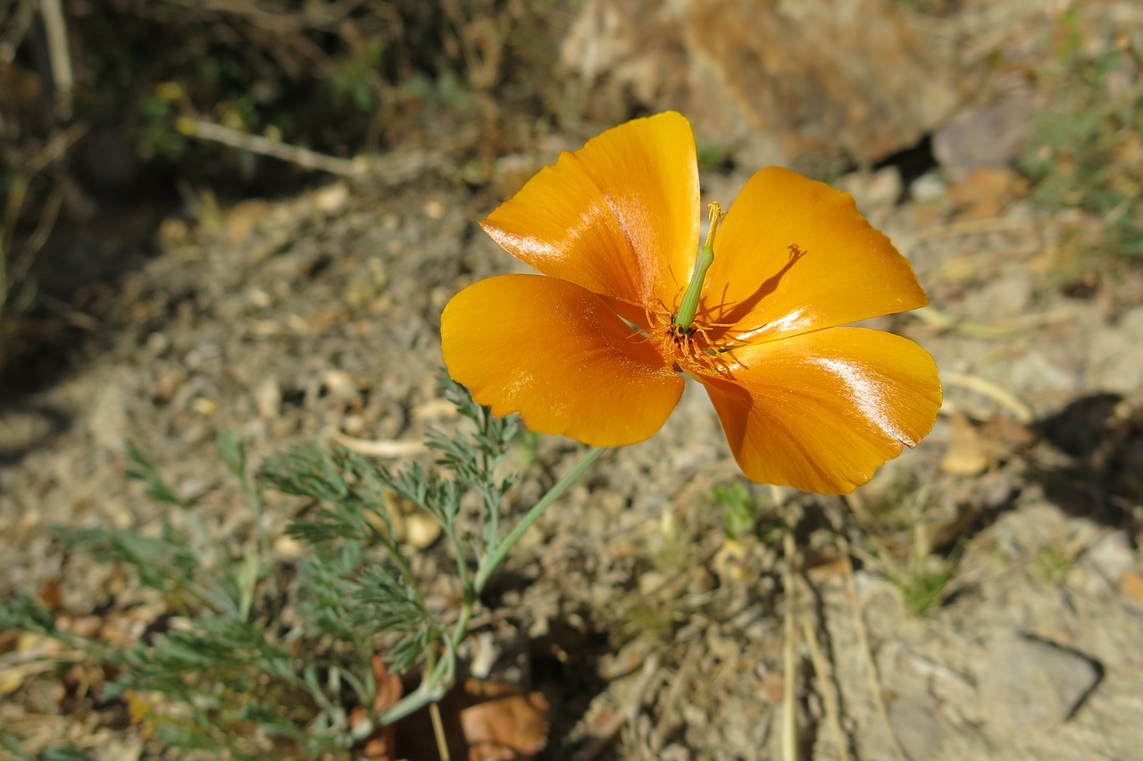 Andenmohn, Suasi, Aguona, Peru, Nemokamos Nuotraukos,  Nemokama Licenzija