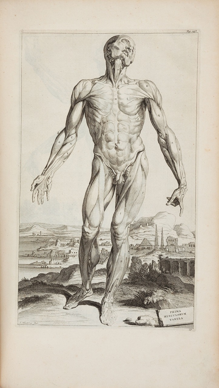 Andreas Vesalius, 1725, Opera Omnia Anatomica Chirurgica, Žmogaus Anatomija, Anatomijos Piešinys, Anatomija, Piešimas, Rašalas, Vintage, Senas