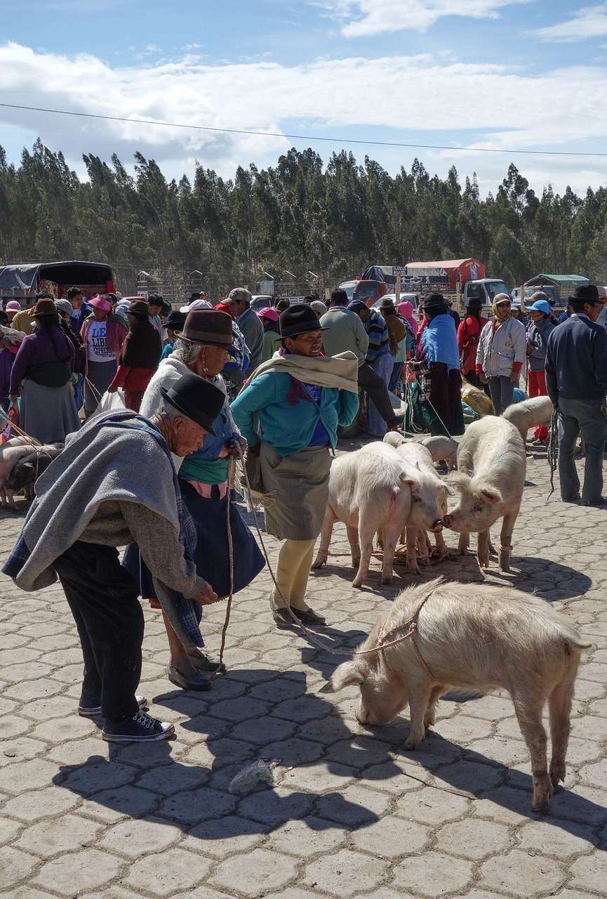 Turgus, Tautinė Mažuma, Quechua, Kiaulės, Nemokamos Nuotraukos,  Nemokama Licenzija