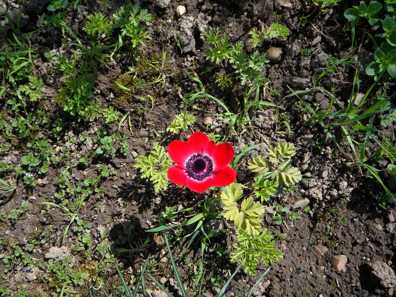 Anemonis, Vienišas, Raudona, Gėlė, Žydėti, Žiedas, Žydėti, Sodas, Pavasaris, Vienas