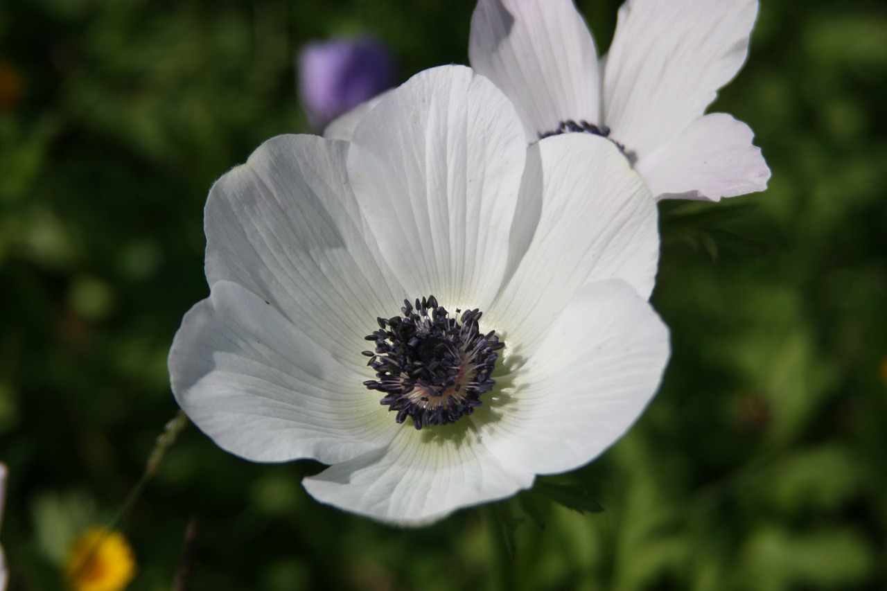 Anemonis, Balta, Gėlė, Iš Arti, Laukiniai, Žydėti, Gamta, Žiedas, Nemokamos Nuotraukos,  Nemokama Licenzija