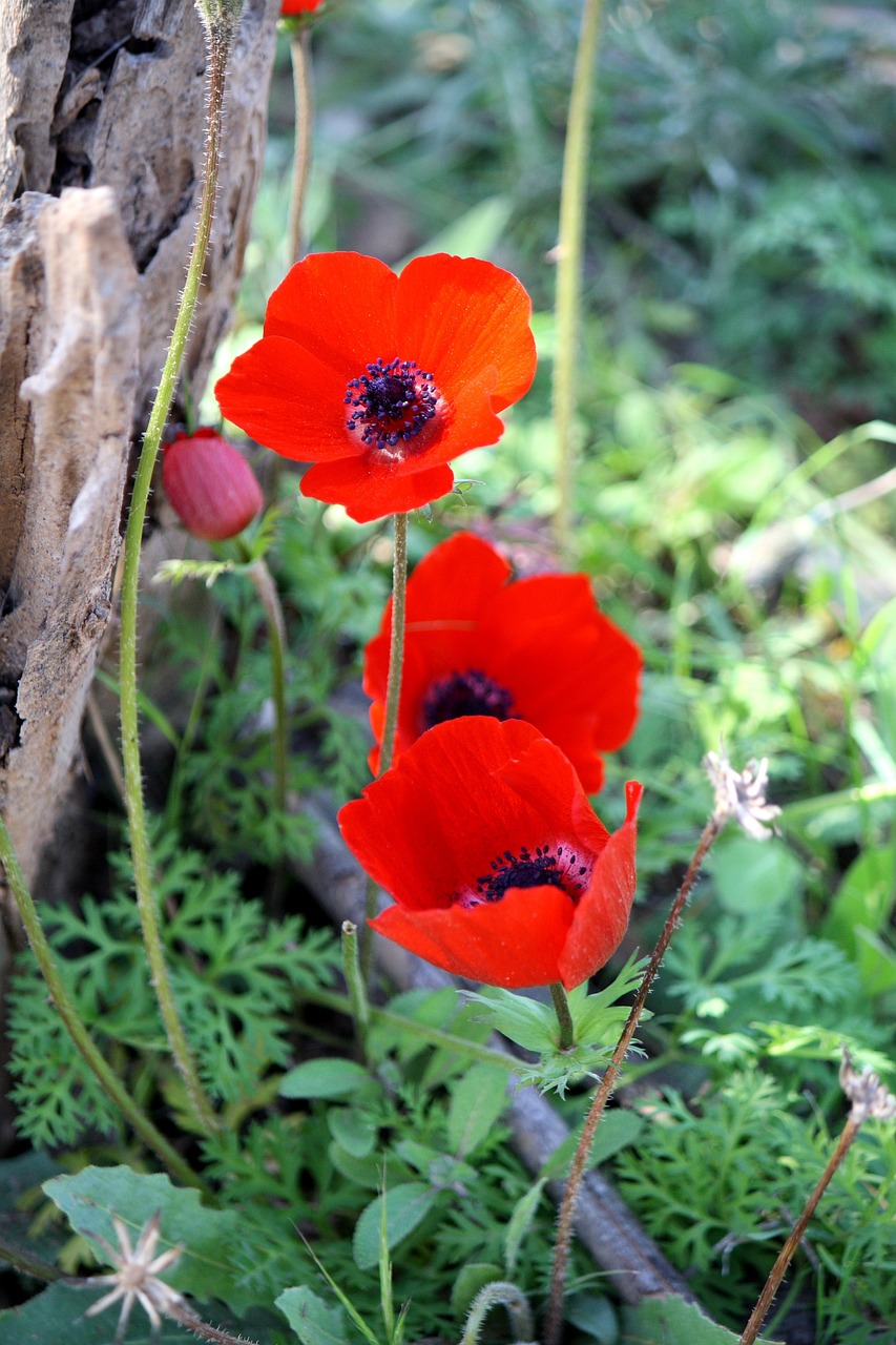 Anemonis, Gėlė, Raudona, Gamta, Raudona Gėlė, Pavasaris, Žydėti, Sodas, Žiedas, Nemokamos Nuotraukos