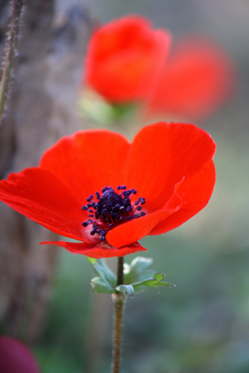 Anemonis, Gėlė, Raudona, Gamta, Raudona Gėlė, Pavasaris, Žydėti, Sodas, Žiedas, Nemokamos Nuotraukos