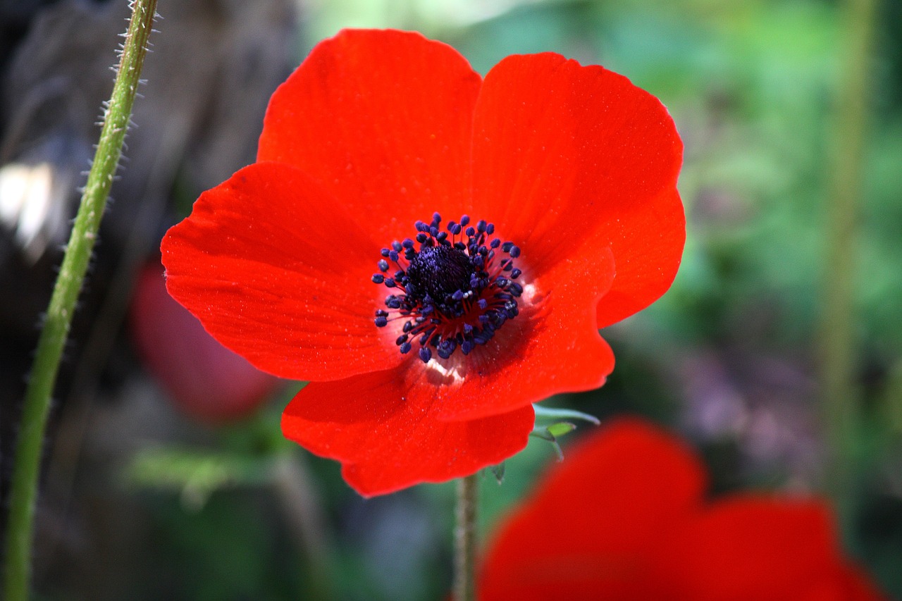 Anemonis, Gėlė, Raudona, Gamta, Raudona Gėlė, Pavasaris, Žydėti, Sodas, Žiedas, Nemokamos Nuotraukos