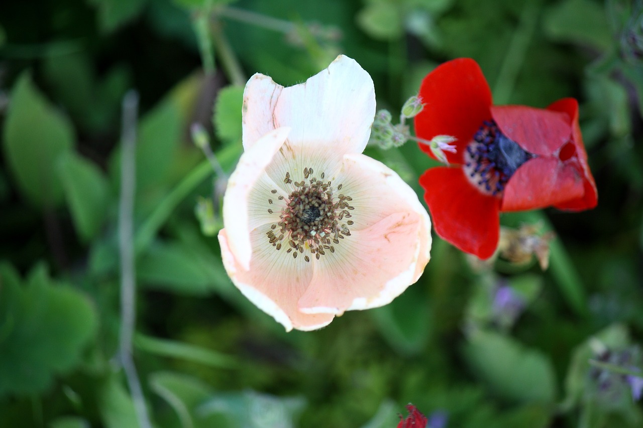 Anemonis, Gėlė, Žiedas, Žiedlapis, Pavasaris, Raudona, Žydėti, Žydi, Rožinis, Nemokamos Nuotraukos