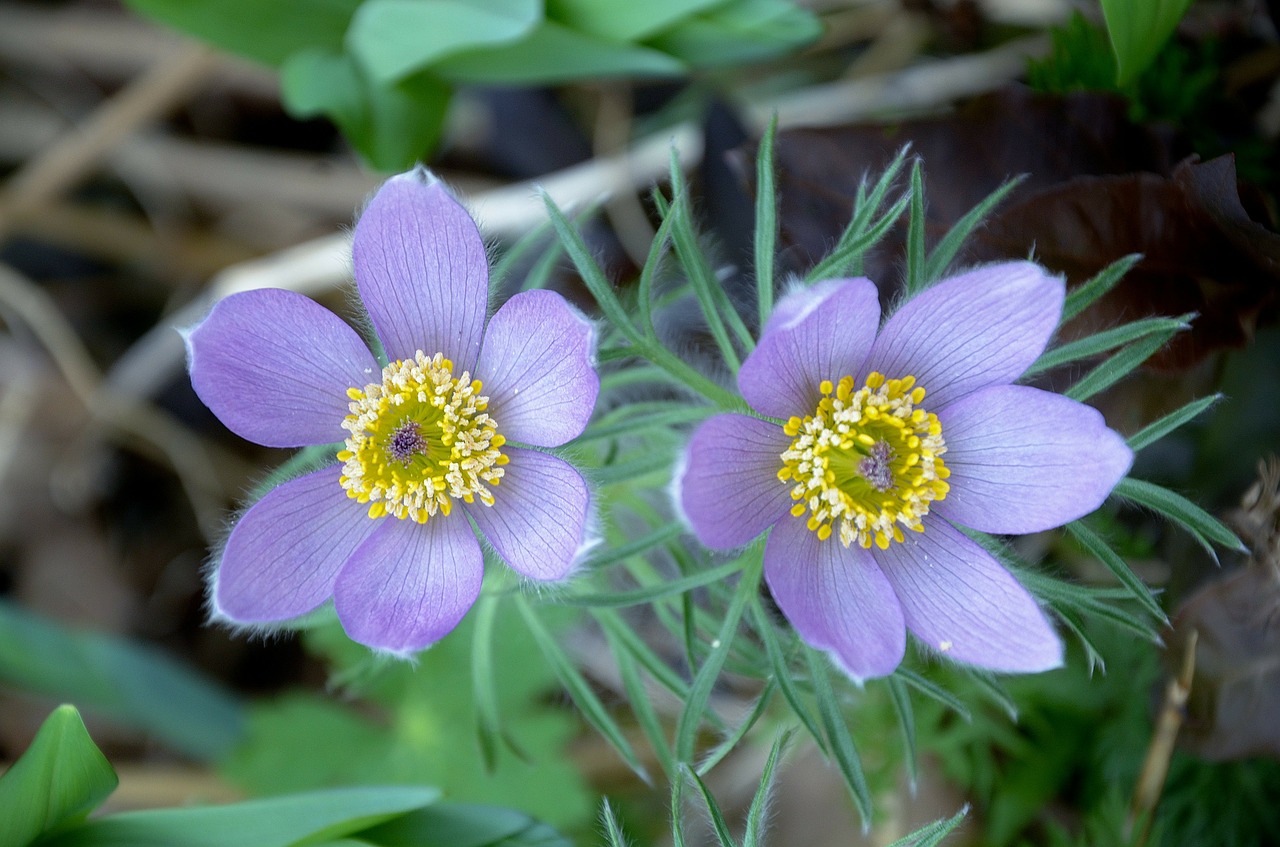 Anemonis, Gėlė, Sodas, Pavasaris, Violetinė, Bloompurple, Gėlės, Purpurinės Gėlės, Nemokamos Nuotraukos,  Nemokama Licenzija