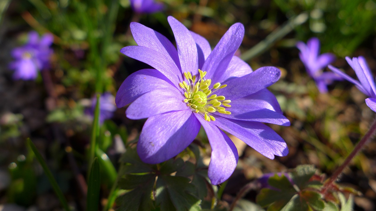 Anemonis, Violetinė, Violetinė, Gėlė, Žiedas, Žydėti, Augalas, Pavasaris, Pavasario Gėlė, Pavasario Pranašys