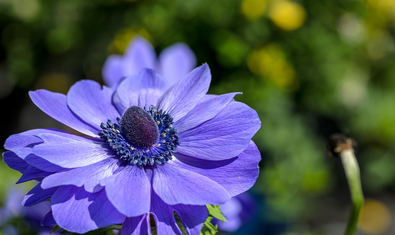 Anemonis, Gėlė, Pavasaris, Žydėti, Žiedas, Augalas, Gamta, Žiedlapis, Gėlių, Šviesus