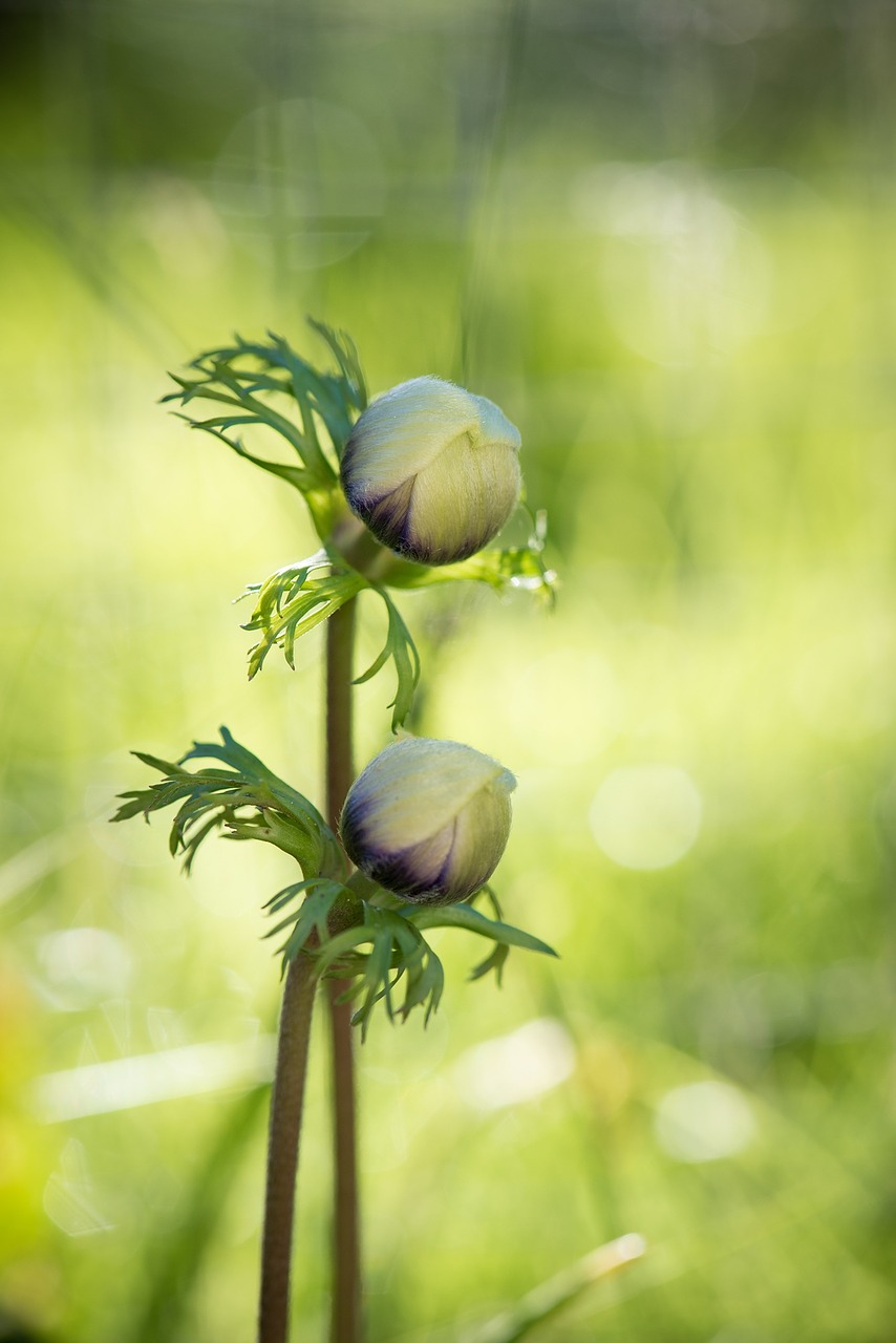 Anemonis, Gėlės, Uždaryta, Uždaros Gėlės, Augalas, Sodas, Uždaryti, Gamta, Gėlių Sodas, Hahnenfußgewächs