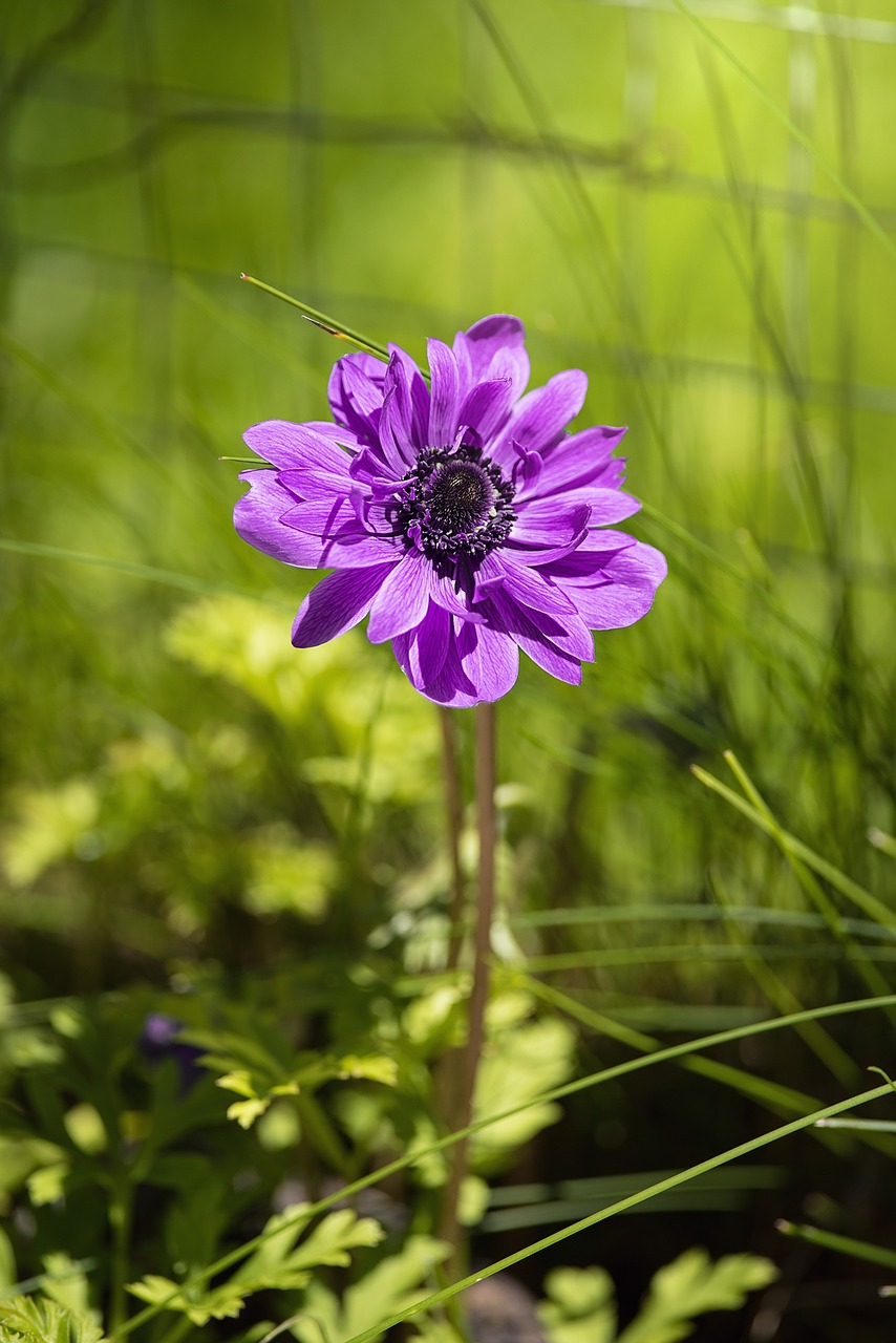 Anemonis, Gėlė, Violetinė, Violetinė Anemone, Purpurinė Gėlė, Žiedas, Žydėti, Žiedlapiai, Pistil, Sodas