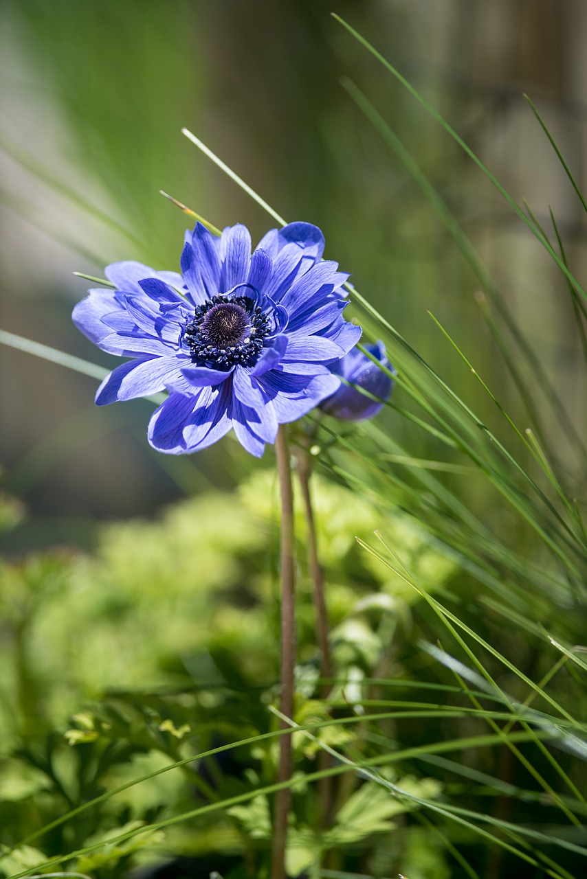 Anemonis, Gėlė, Mėlynas, Mėlyna Gėlė, Mėlynas Anemonis, Žiedas, Žydėti, Mėlynas Žiedas, Žydėjo, Žiedlapiai