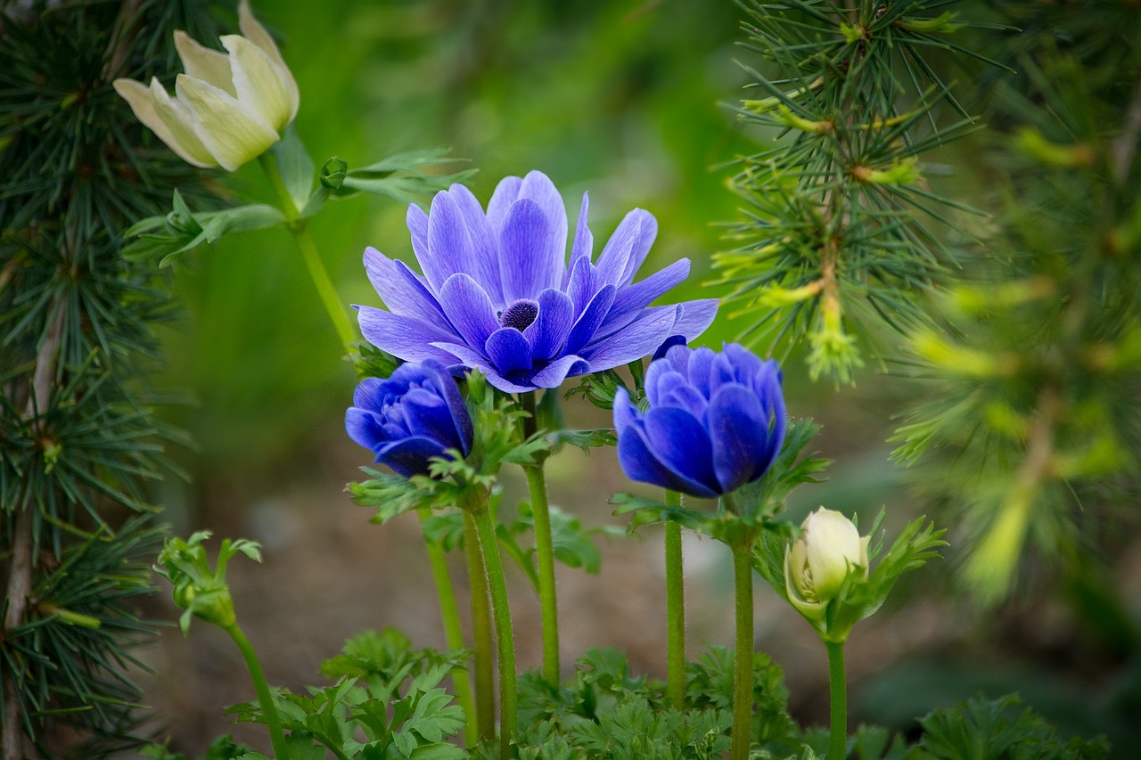 Anemonis, Hahnenfußgewächs, Žydėti, Žiedas, Žydėti, Gėlė, Mėlynas, Pavasaris, Anemone Coronaria, Makro