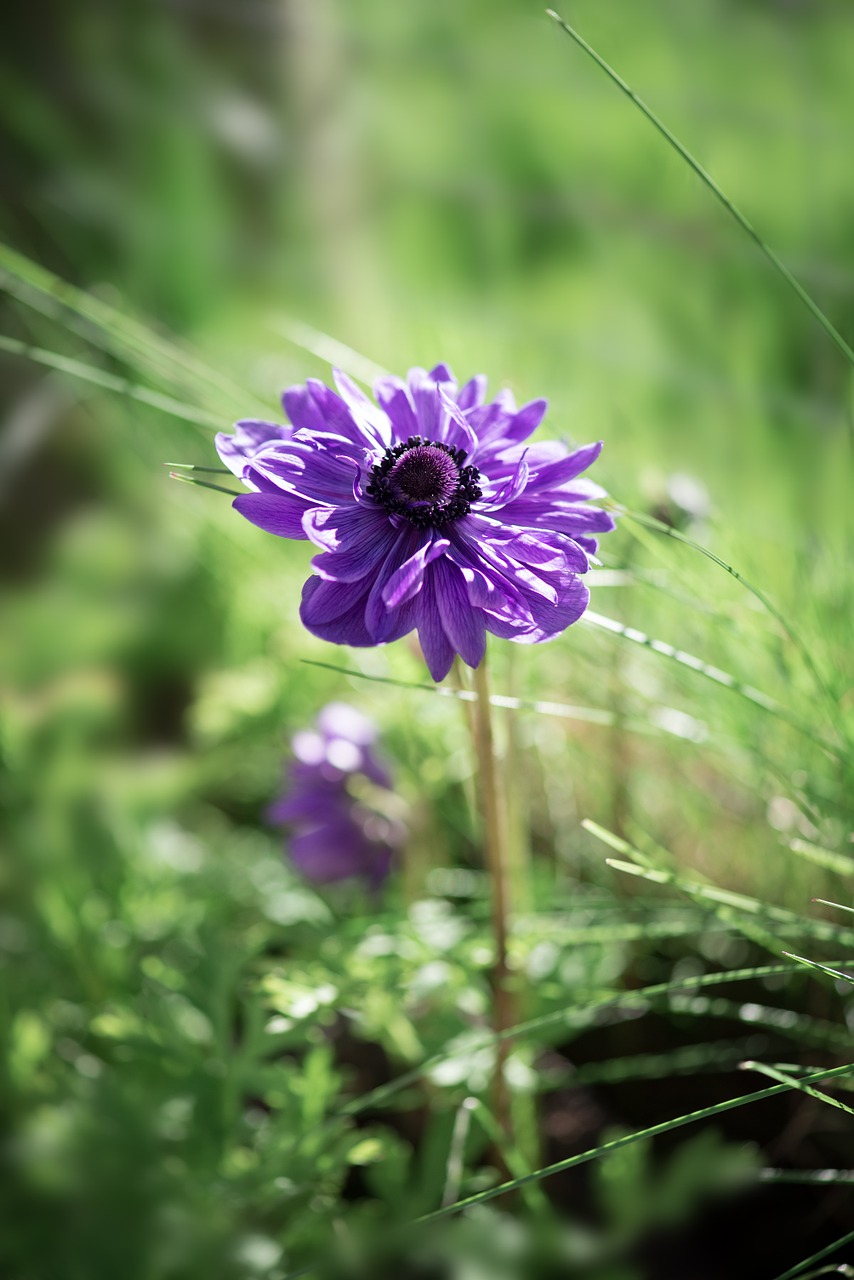 Anemonis, Gėlė, Violetinė, Violetinė, Purpurinė Gėlė, Gėlių Sodas, Sodas, Sode, Augalas, Dekoratyvinis Augalas