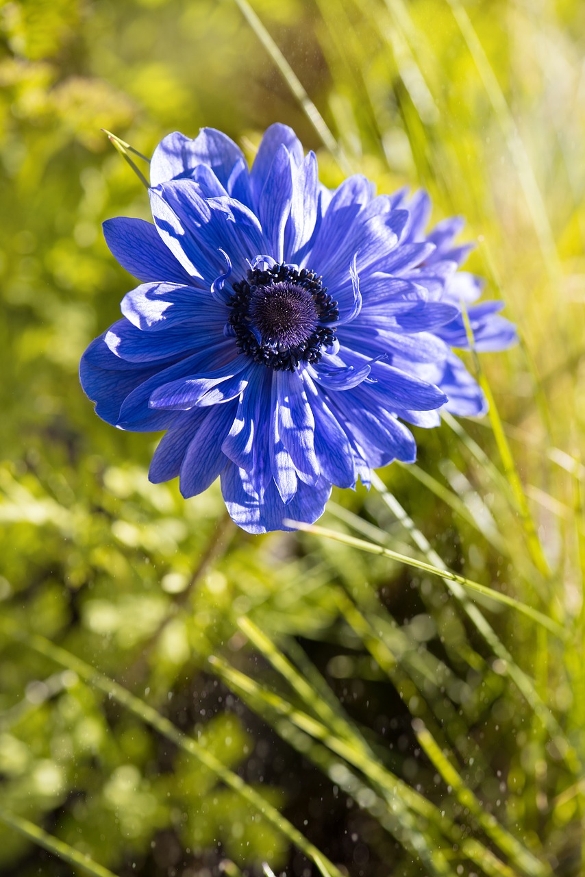 Anemonis, Mėlynas, Mėlynas Anemonis, Žiedas, Žydėti, Mėlynas Žiedas, Žiedlapiai, Pistil, Sodas, Sode