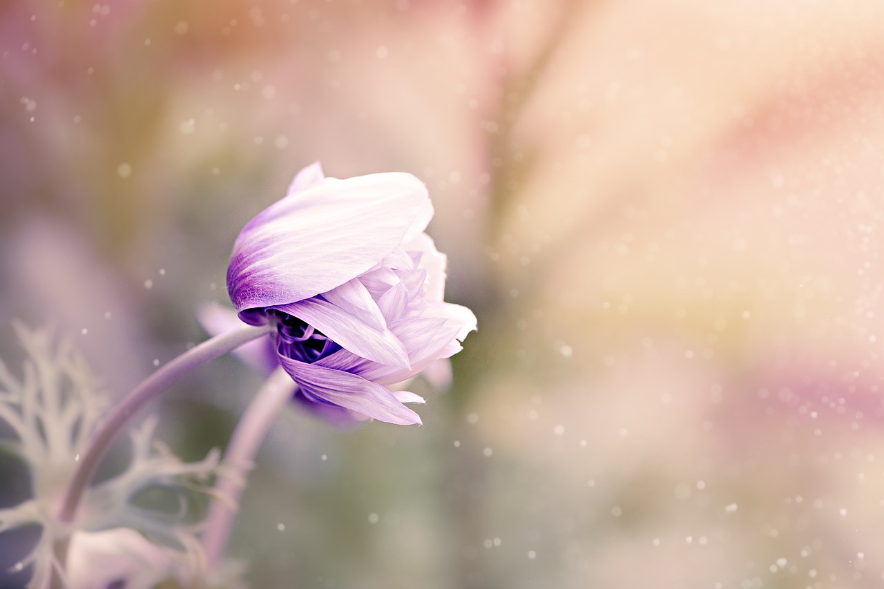 Anemonis, Gėlė, Violetinė Balta, Žiedas, Žydėti, Gėlių Sodas, Augalas, Schnittblume, Sodas, Sode