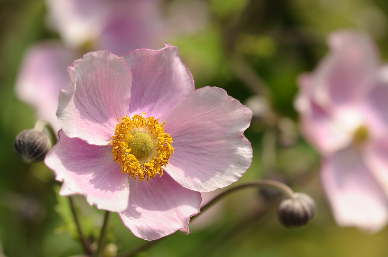 Anemonis, Gėlė, Augalas, Gamta, Švelnus, Pavasaris, Saulės Šviesa, Rožinis, Nemokamos Nuotraukos,  Nemokama Licenzija