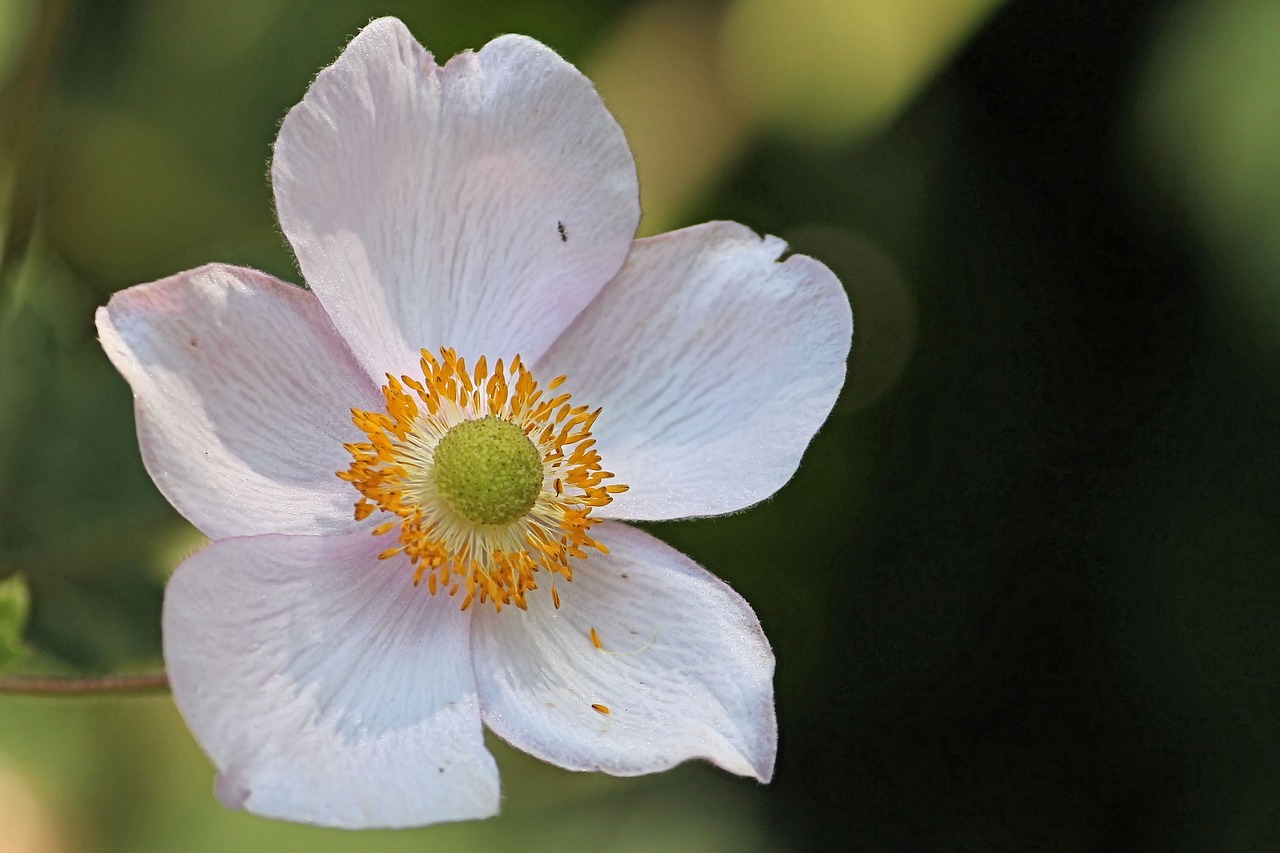 Anemonis, Kritimo Anemonis, Žiedas, Žydėti, Sodo Augalas, Hahnenfußgewächs, Nemokamos Nuotraukos,  Nemokama Licenzija