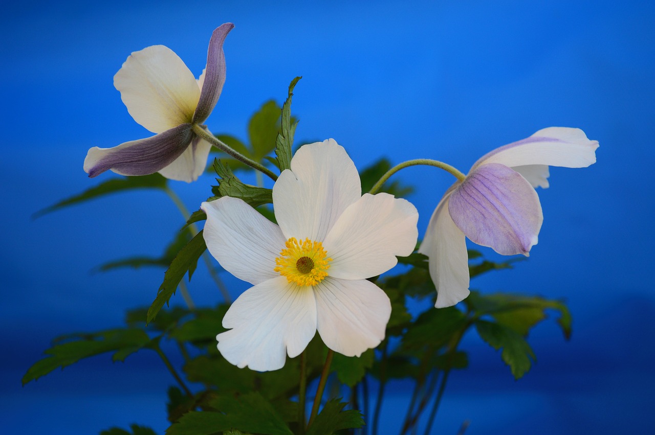 Anemonis, Balta, Gėlė, Gėlių, Žiedlapis, Augalas, Gamta, Žydėti, Nemokamos Nuotraukos,  Nemokama Licenzija