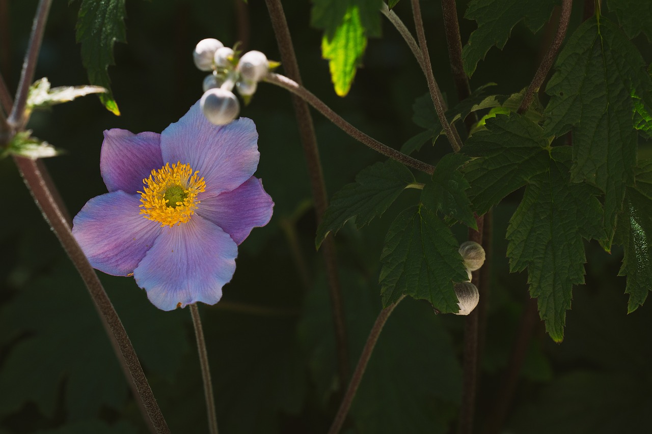 Anemonis, Kritimo Anemonis, Žiedas, Žydėti, Augalas, Sodas, Gamta, Sode, Gėlių Sodas, Dekoratyvinis Augalas