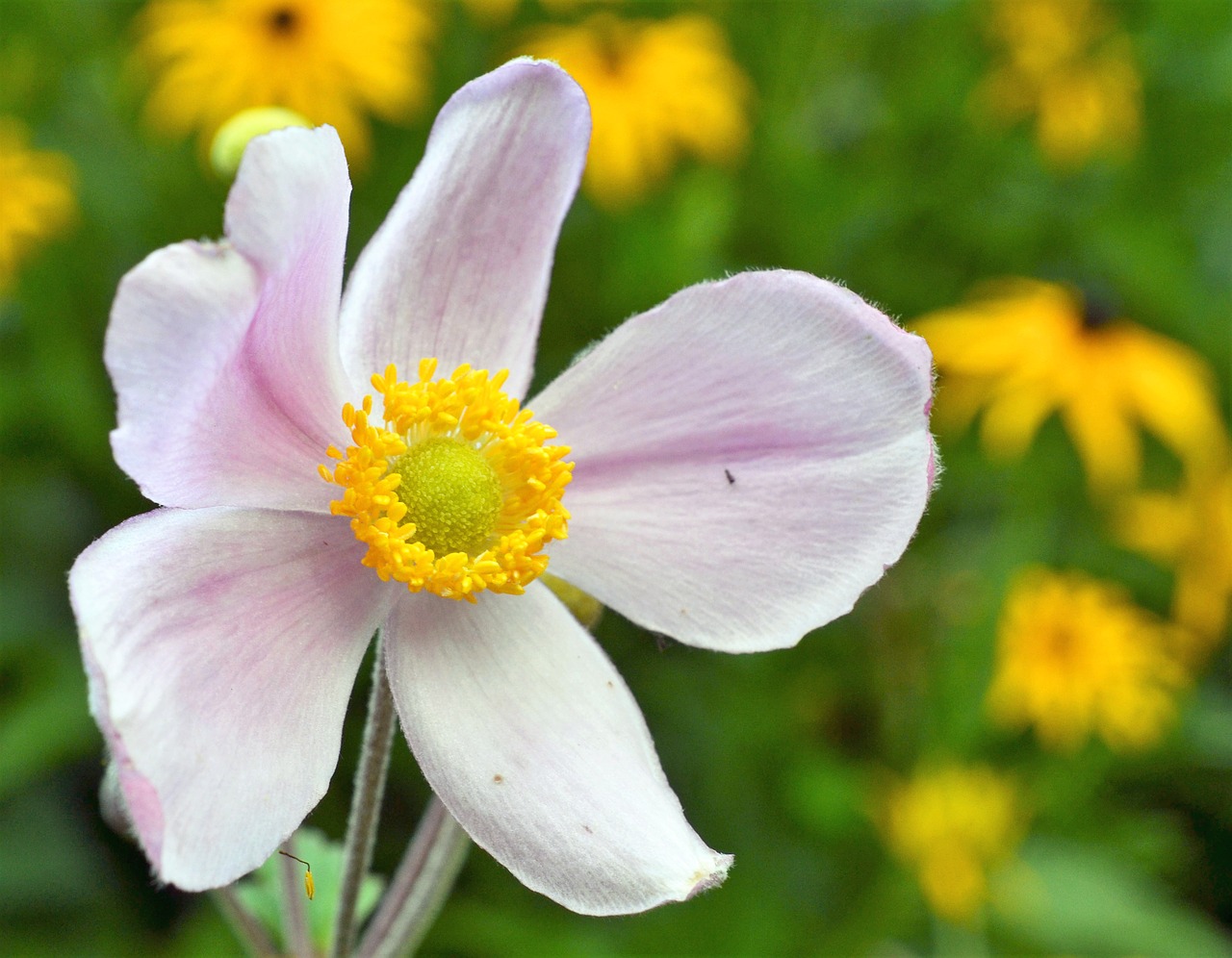 Anemonis, Kritimo Anemonis, Anemonis Hupehensis, Ranunculaceae, Sodas, Žiedas, Žydėti, Gėlė, Uždaryti, Gamta