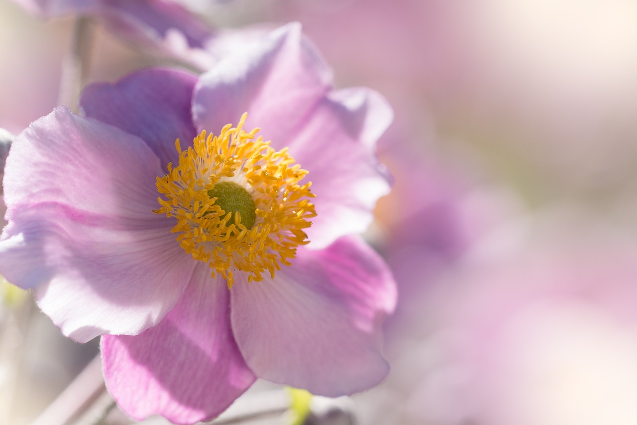 Anemonis, Kritimo Anemonis, Gėlių Sodas, Sodo Augalas, Žiedas, Žydėti, Rudens Sodas, Žydėti, Gėlė, Ruduo