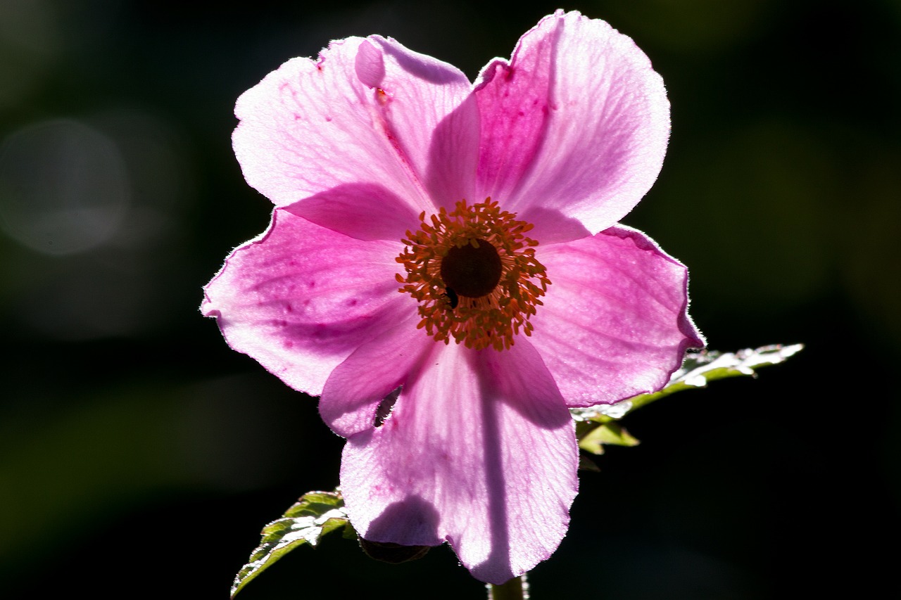 Anemonis, Japonijos Anemonis, Ranunculaceae, Švelnus, Rožinis, Geltona, Žydi Atgal Šviesa, Nemokamos Nuotraukos,  Nemokama Licenzija