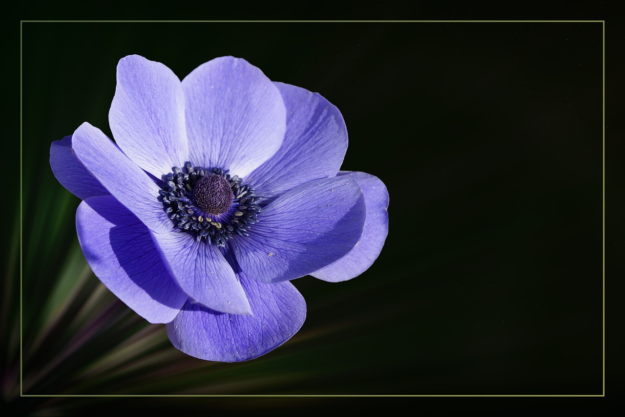 Anemonis, Vainikinė Anemone, Žiedas, Žydėti, Gėlė, Mėlynas, Nemokamos Nuotraukos,  Nemokama Licenzija