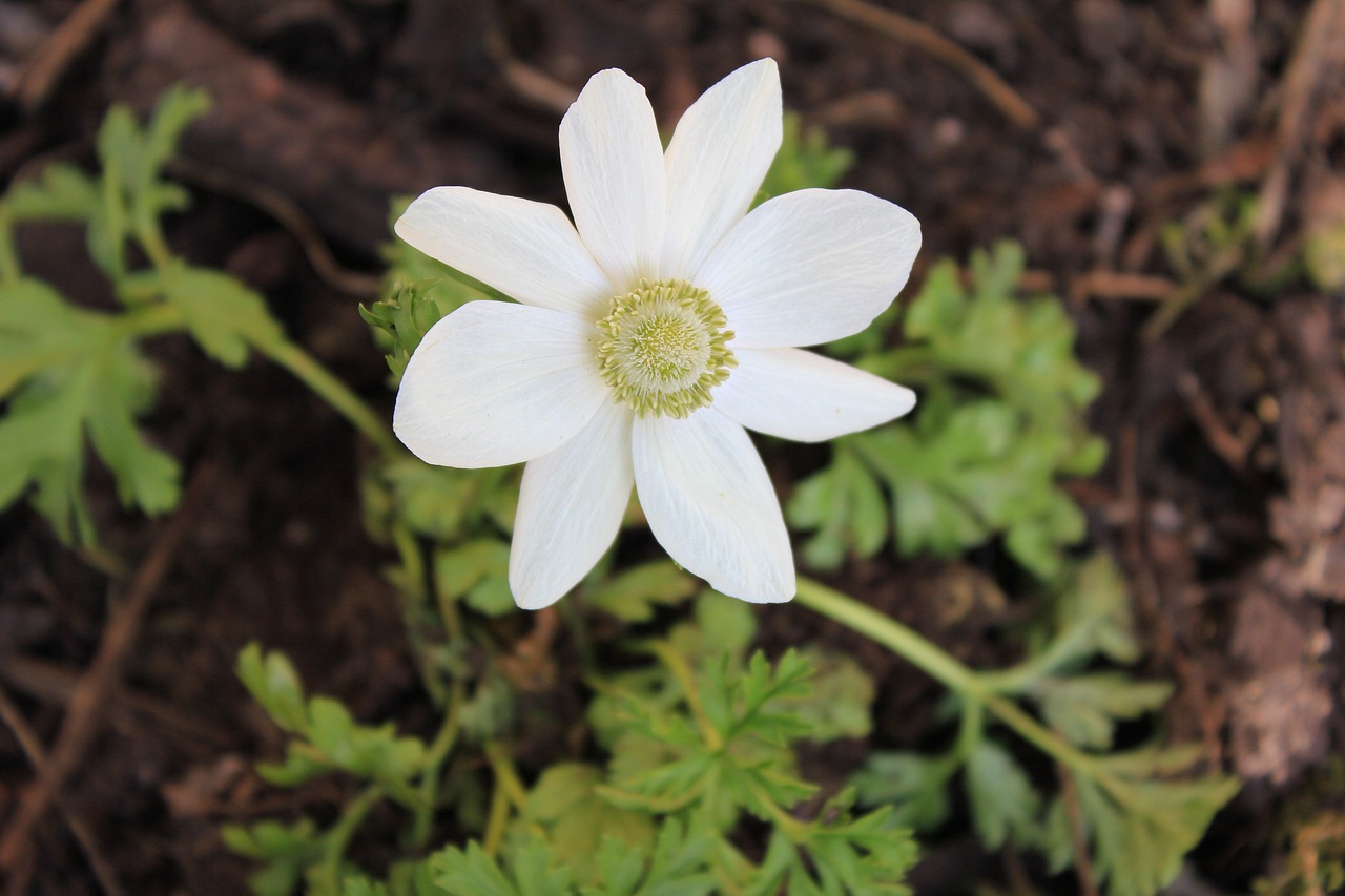 Anemonis, Gėlė, Balta, Daugiametis, Gėlių, Sodas, Augalas, Gėlių, Žydėti, Žiedlapis