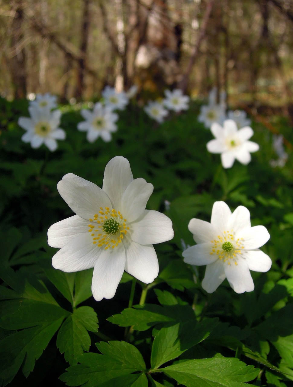 Anemonis, Ranunculaceae, Gėlė, Balta, Gėlės, Anemones, Pavasaris, Gamta, Iš Arti, Balta Gėlė