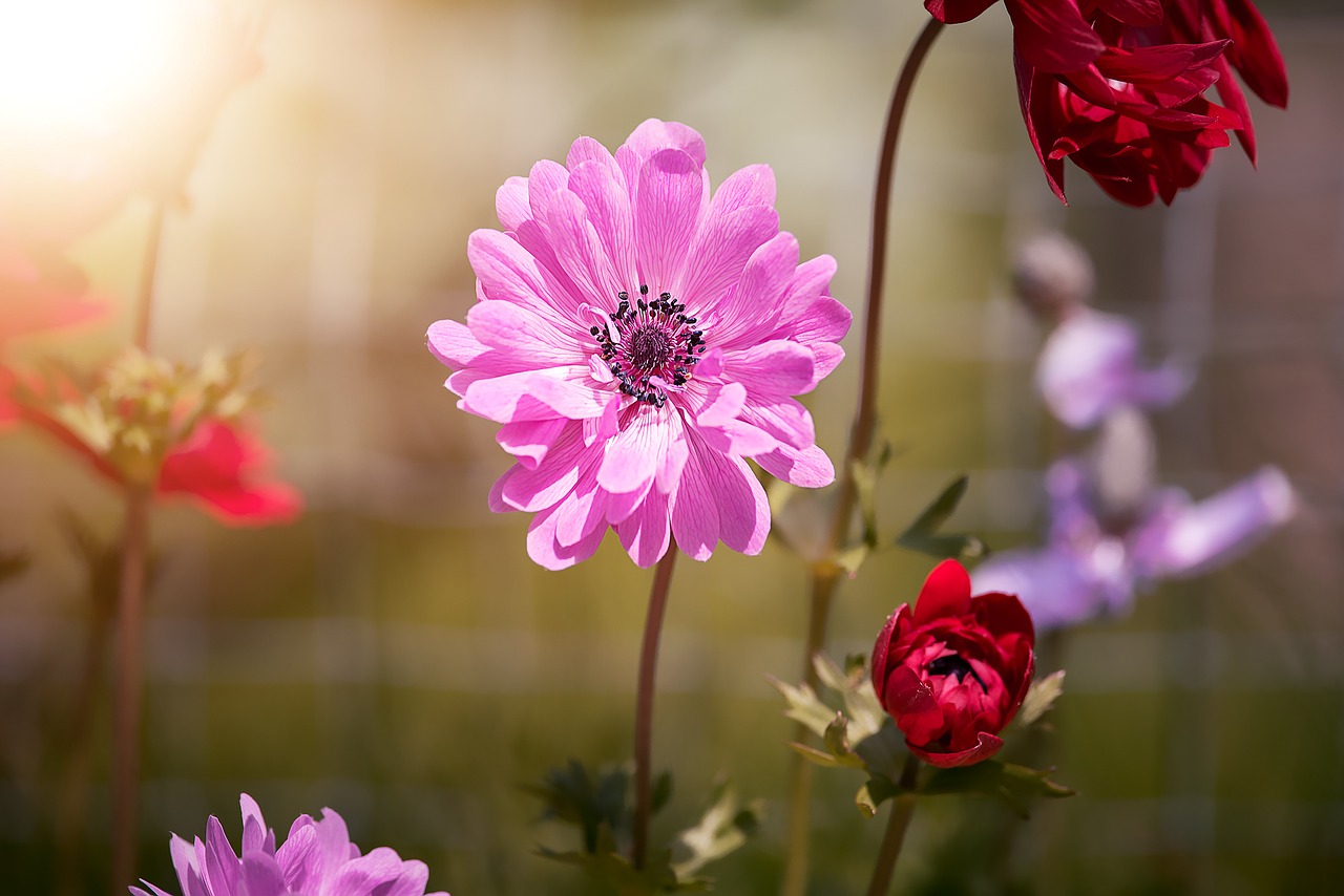 Anemonis, Rožinis, Anemonis Rožinis, Žiedas, Žydėti, Rožinė Gėlė, Gėlių Sodas, Vainikinė Anemone, Sode, Sodas