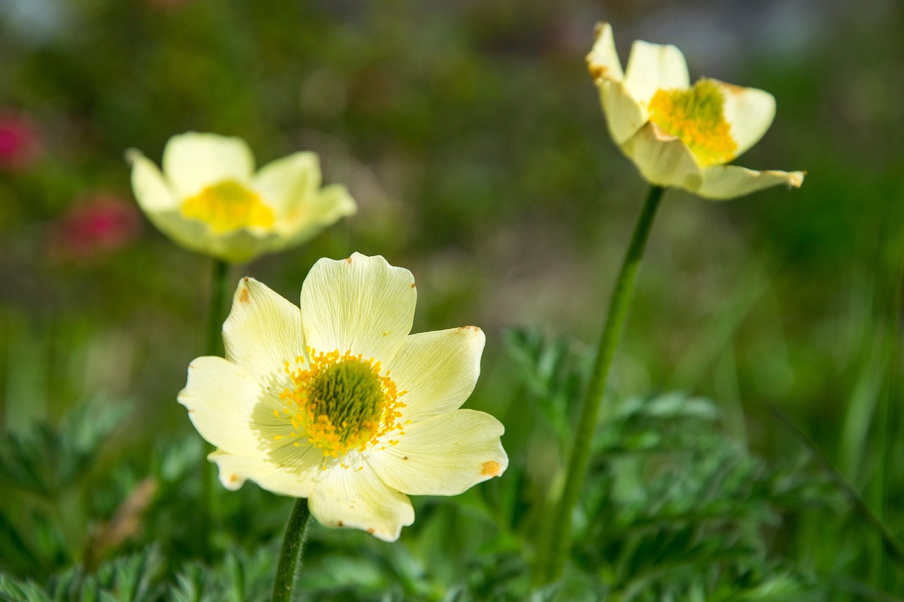 Anemonis, Gėlė, Žiedas, Žydėti, Augalas, Žydėti, Uždaryti, Gamta, Laukinis Augalas, Nemokamos Nuotraukos