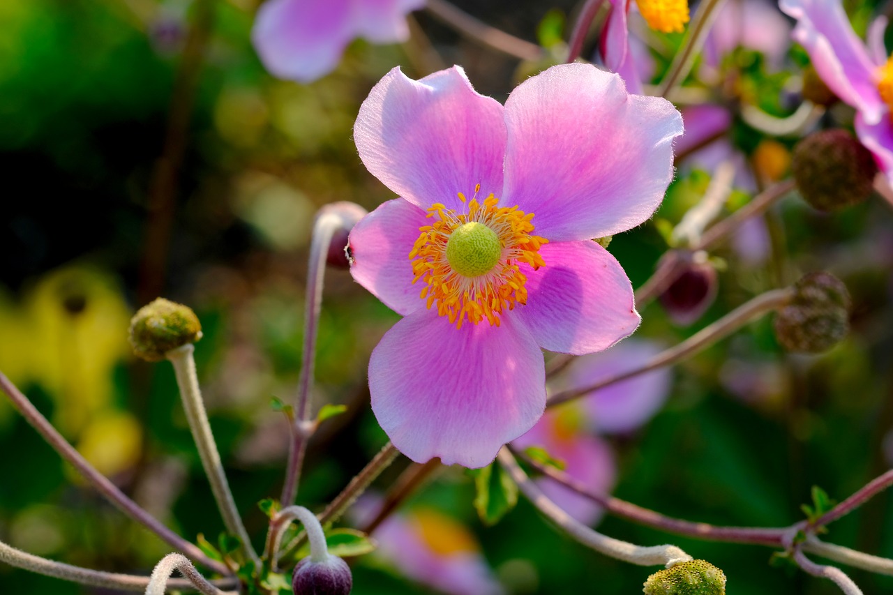 Anemonis, Žiedas, Žydėti, Gėlė, Hahnenfußgewächs, Sodo Augalas, Rožinis, Balta, Vasara, Rožinės Žiedlapių