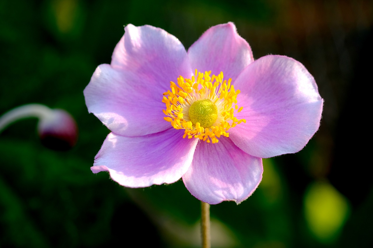 Anemonis, Žiedas, Žydėti, Gėlė, Hahnenfußgewächs, Sodo Augalas, Rožinis, Balta, Vasara, Rožinės Žiedlapių