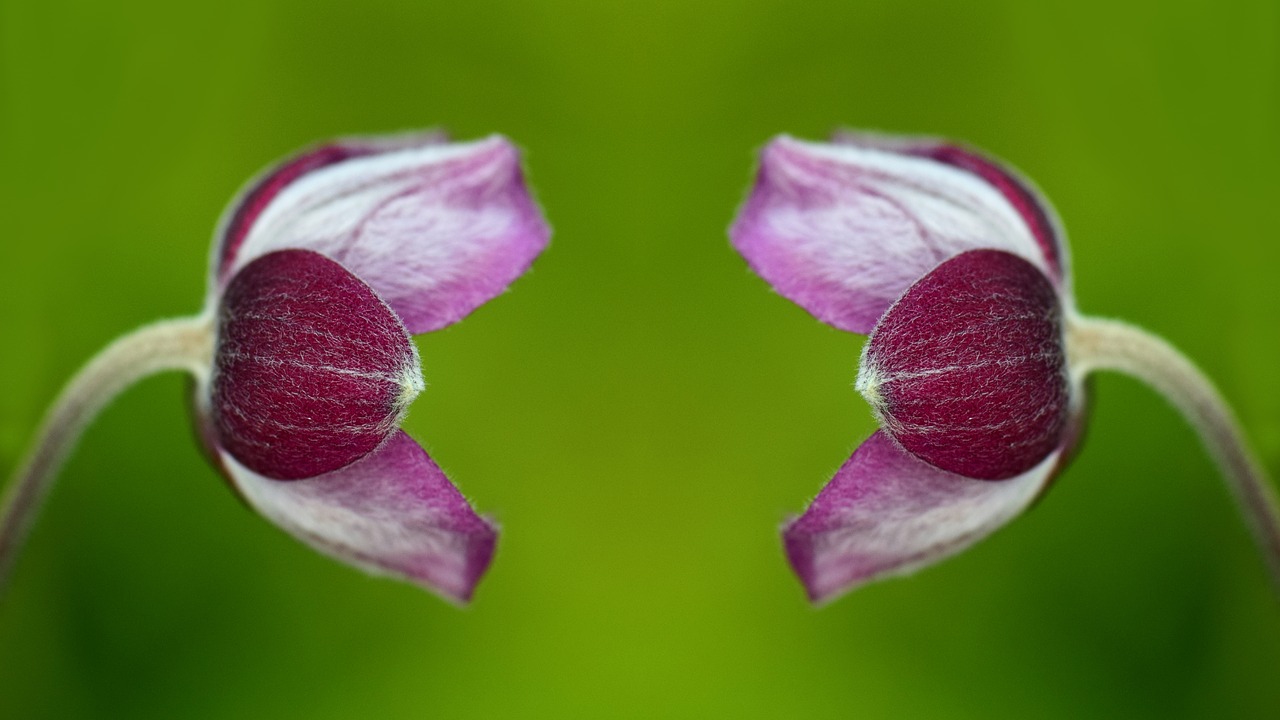 Anemonis, Žiedas, Žydėti, Gėlė, Hahnenfußgewächs, Kritimo Anemonis, Sodo Augalas, Rožinis, Raudona, Vasara