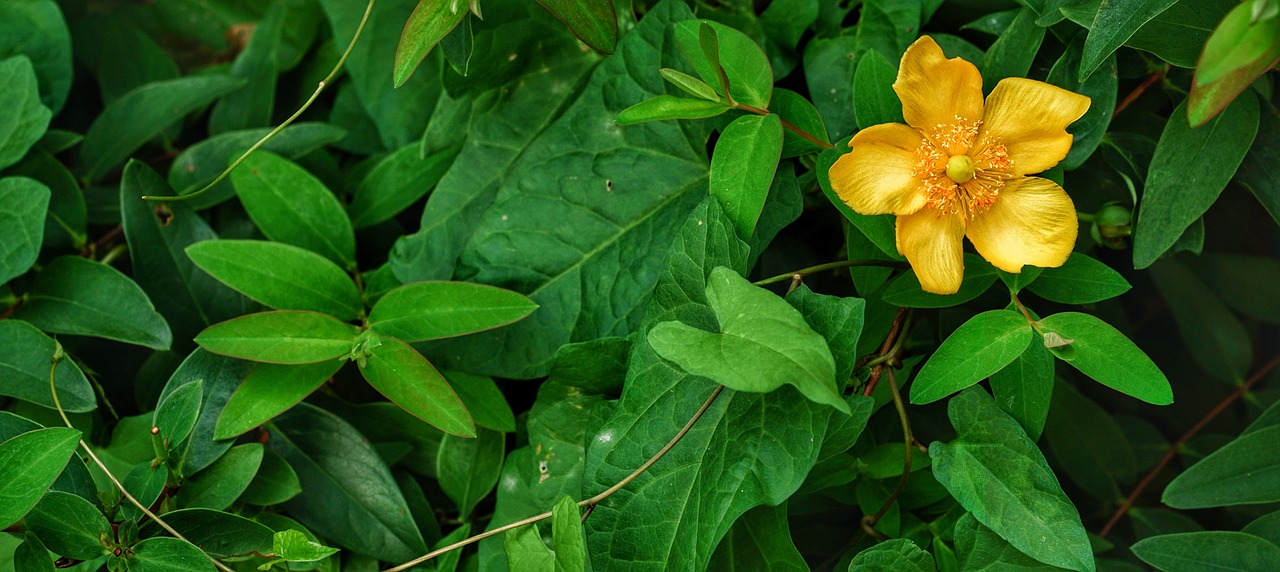 Anemonis, Gėlė, Geltona, Žiedas, Laukiniai, Nemokamos Nuotraukos,  Nemokama Licenzija