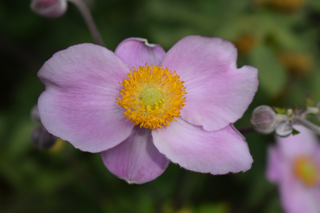 Anemonis, Rožinė Gėlė, Sodas, Nemokamos Nuotraukos,  Nemokama Licenzija