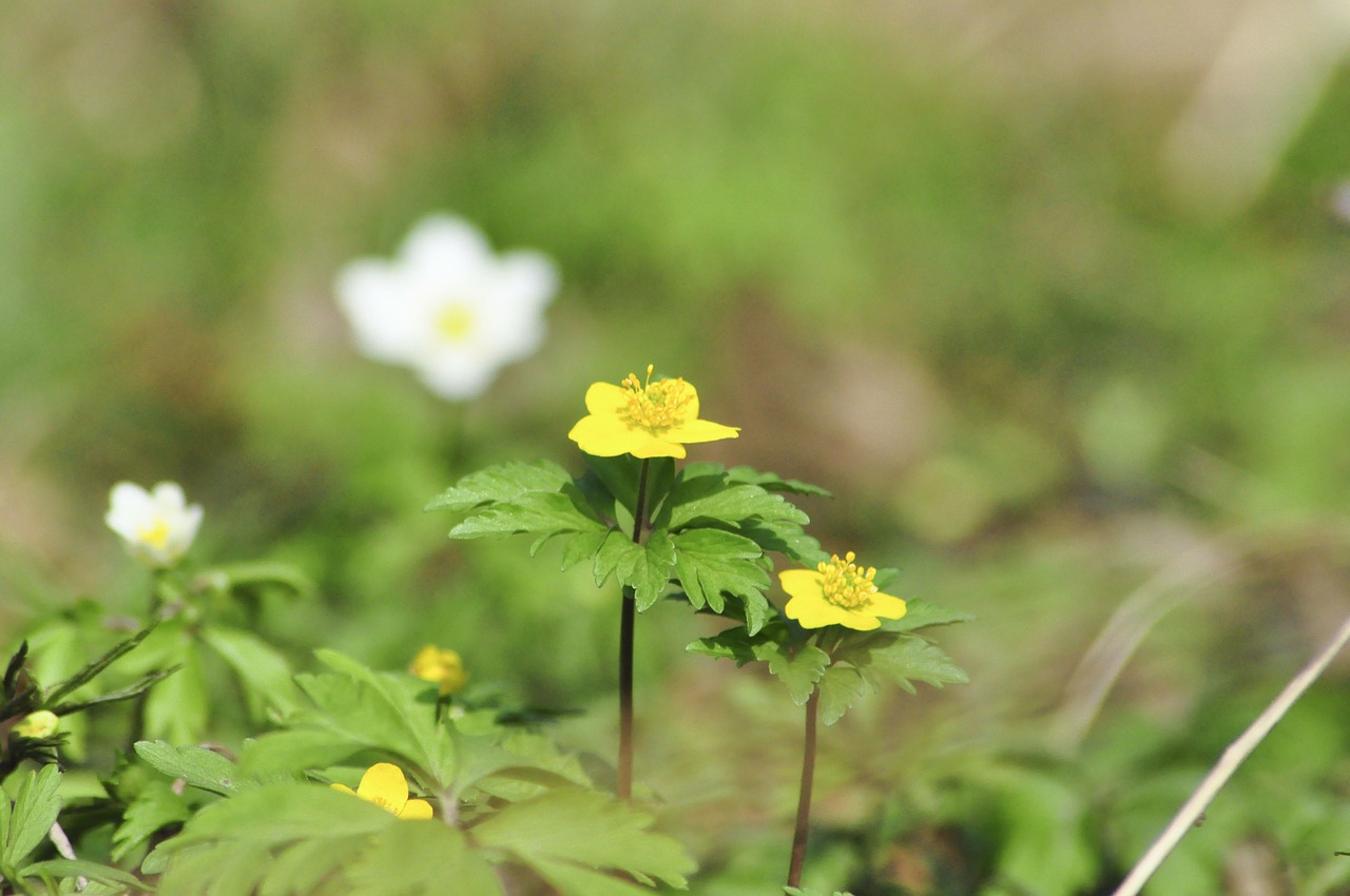 Anemonis, Žalias, Gėlės, Laukinės Gėlės, Pavasaris, Oras, Nemokamos Nuotraukos,  Nemokama Licenzija